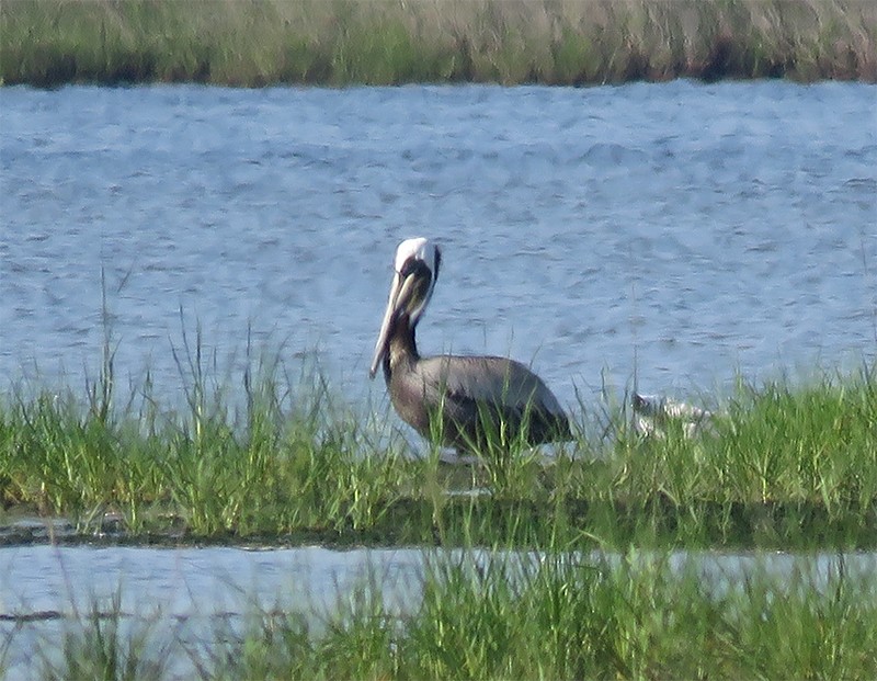 Brown Pelican (Atlantic) - Karen Lebing