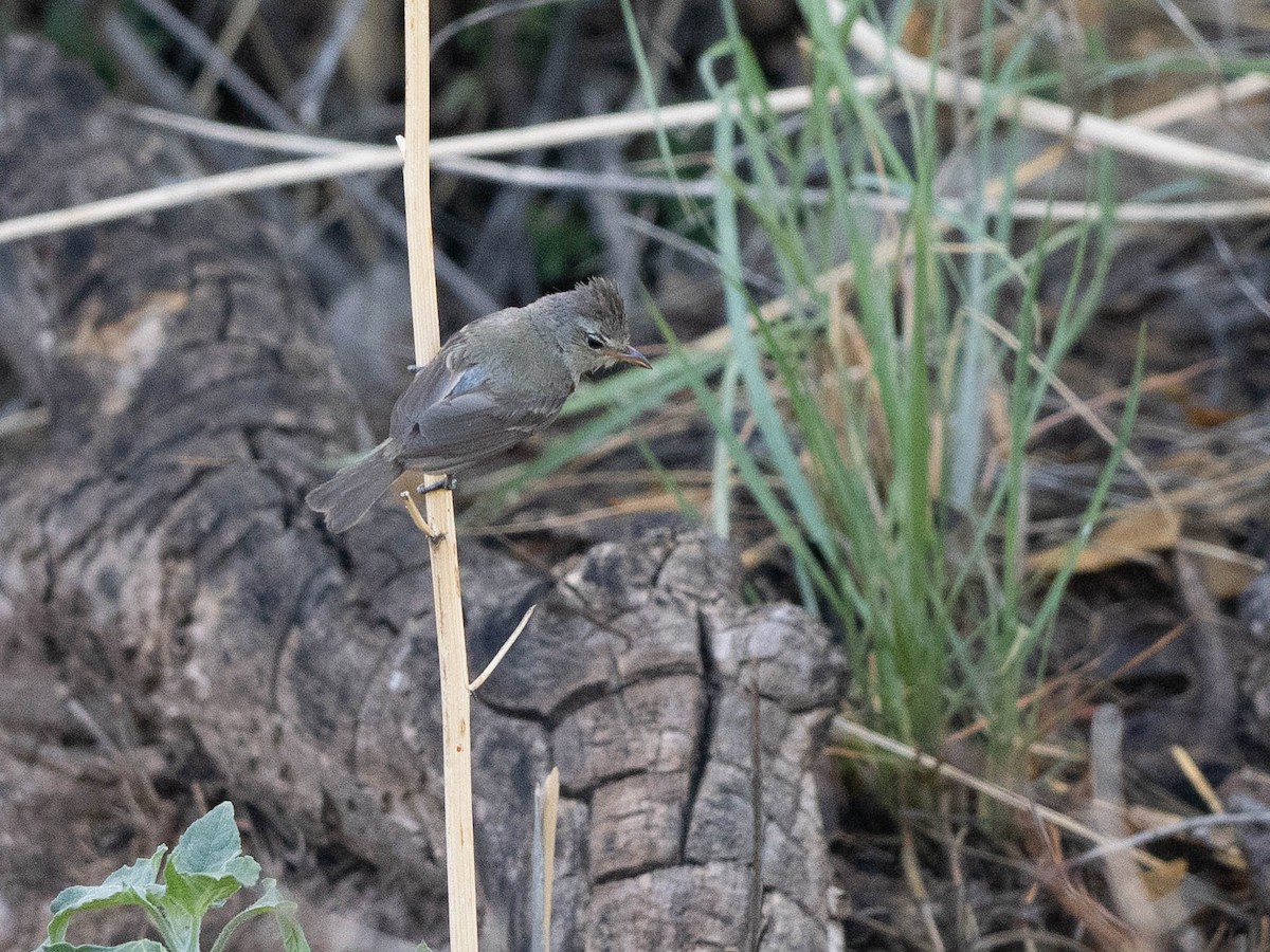 Northern Beardless-Tyrannulet - Rad Widmer