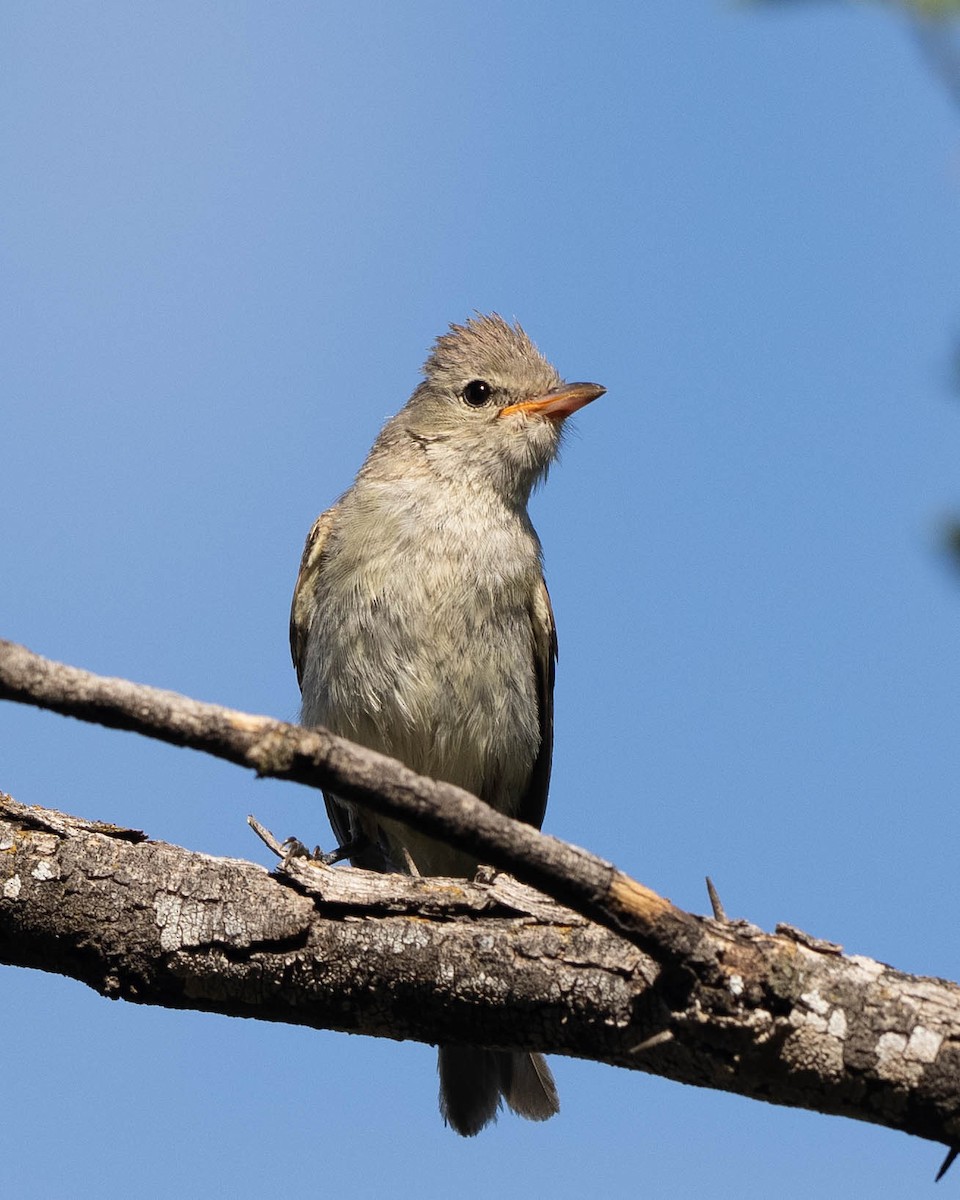 Northern Beardless-Tyrannulet - ML602299991