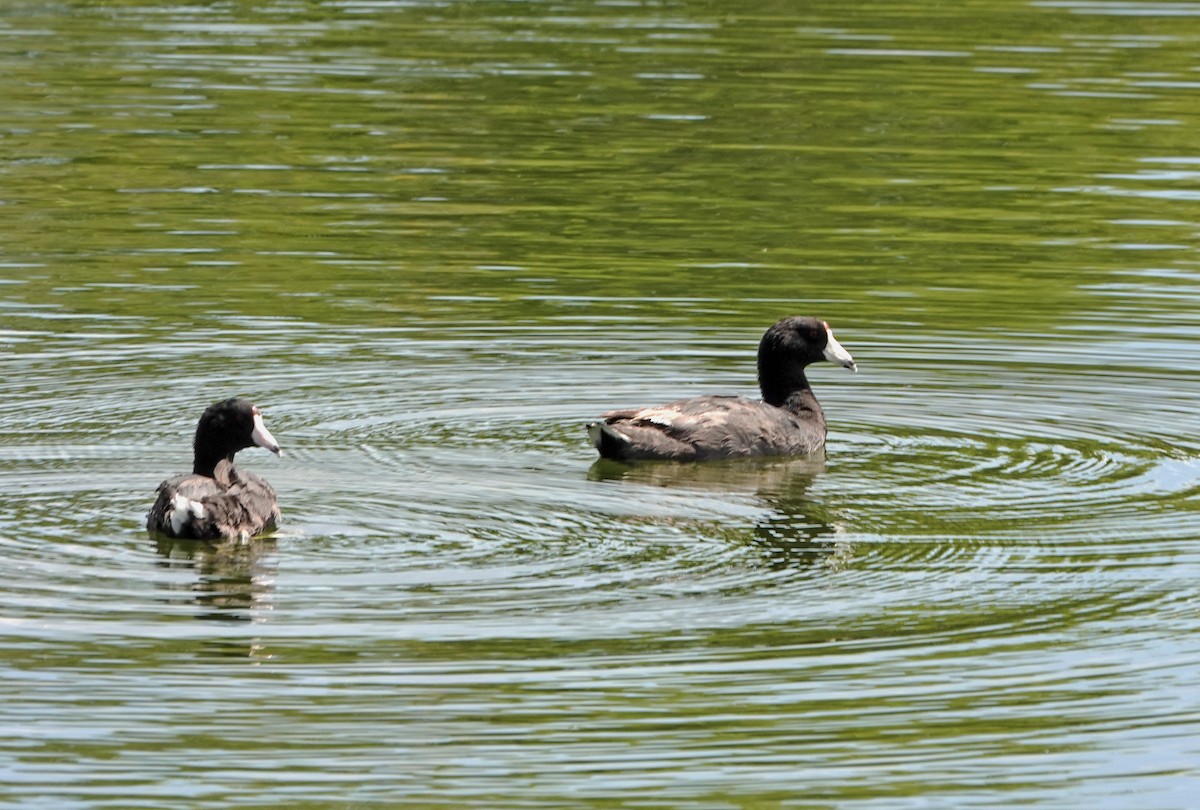 American Coot - ML602300331