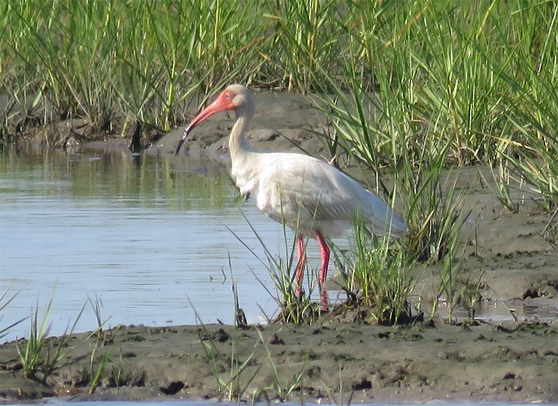 White Ibis - ML60230071