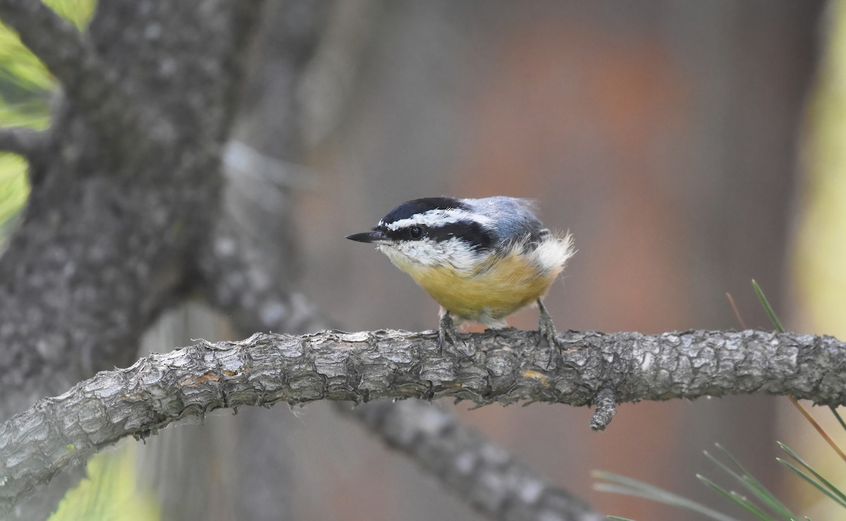 Red-breasted Nuthatch - Christopher Lindsey