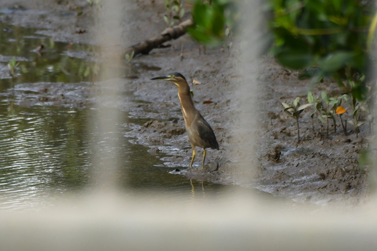 Striated Heron - ML602301831