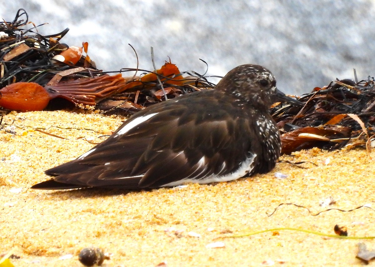 Black Turnstone - ML602301841