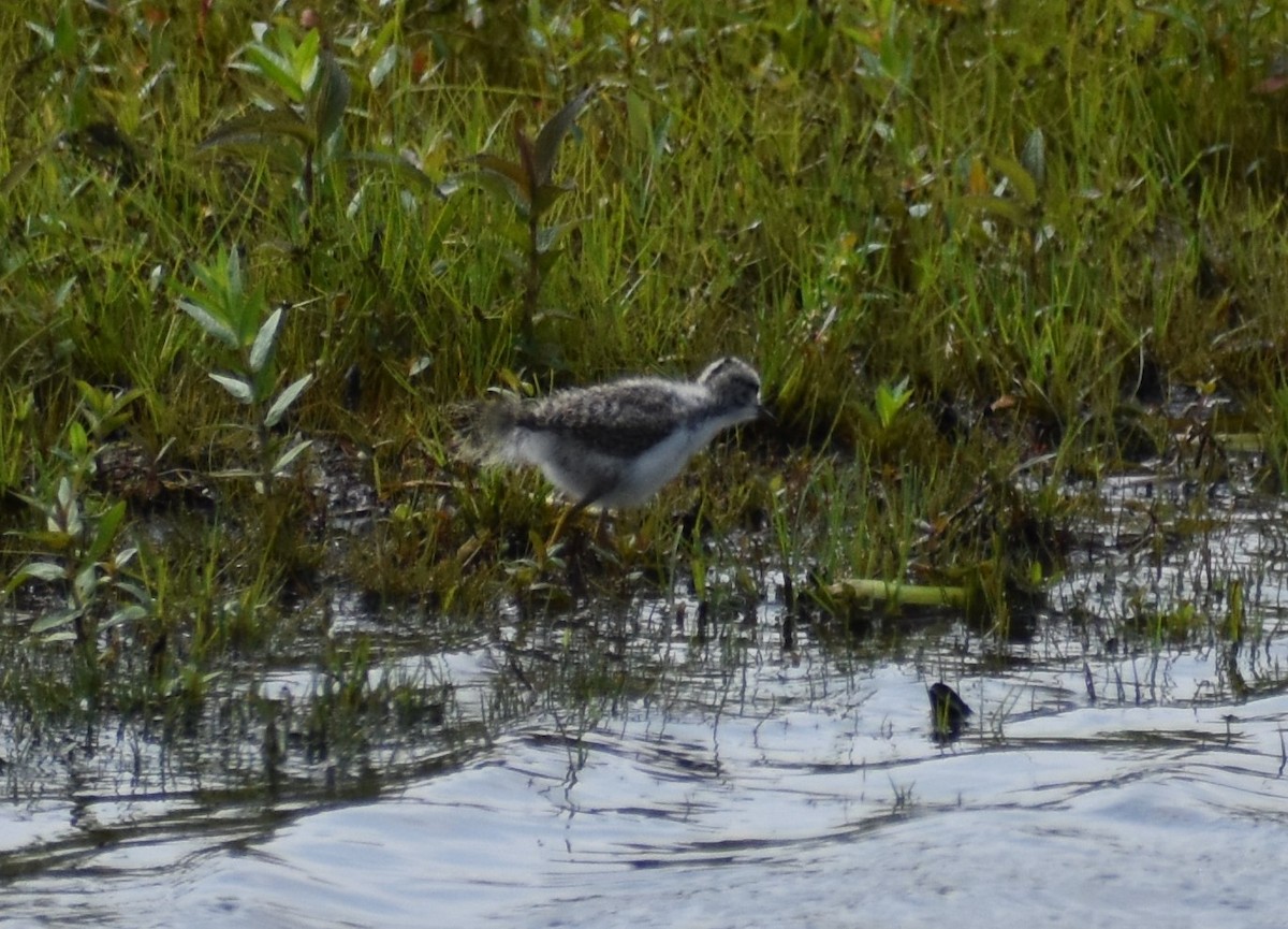 Spotted Sandpiper - ML602302071