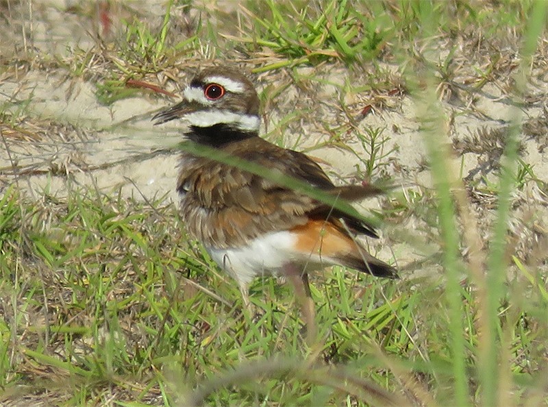 Killdeer - ML60230231