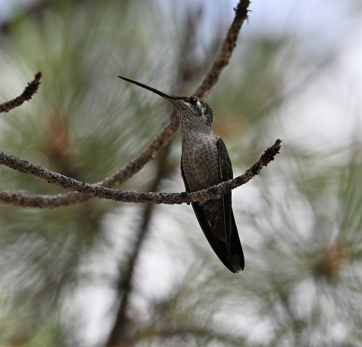 Rivoli's Hummingbird - ML602302761