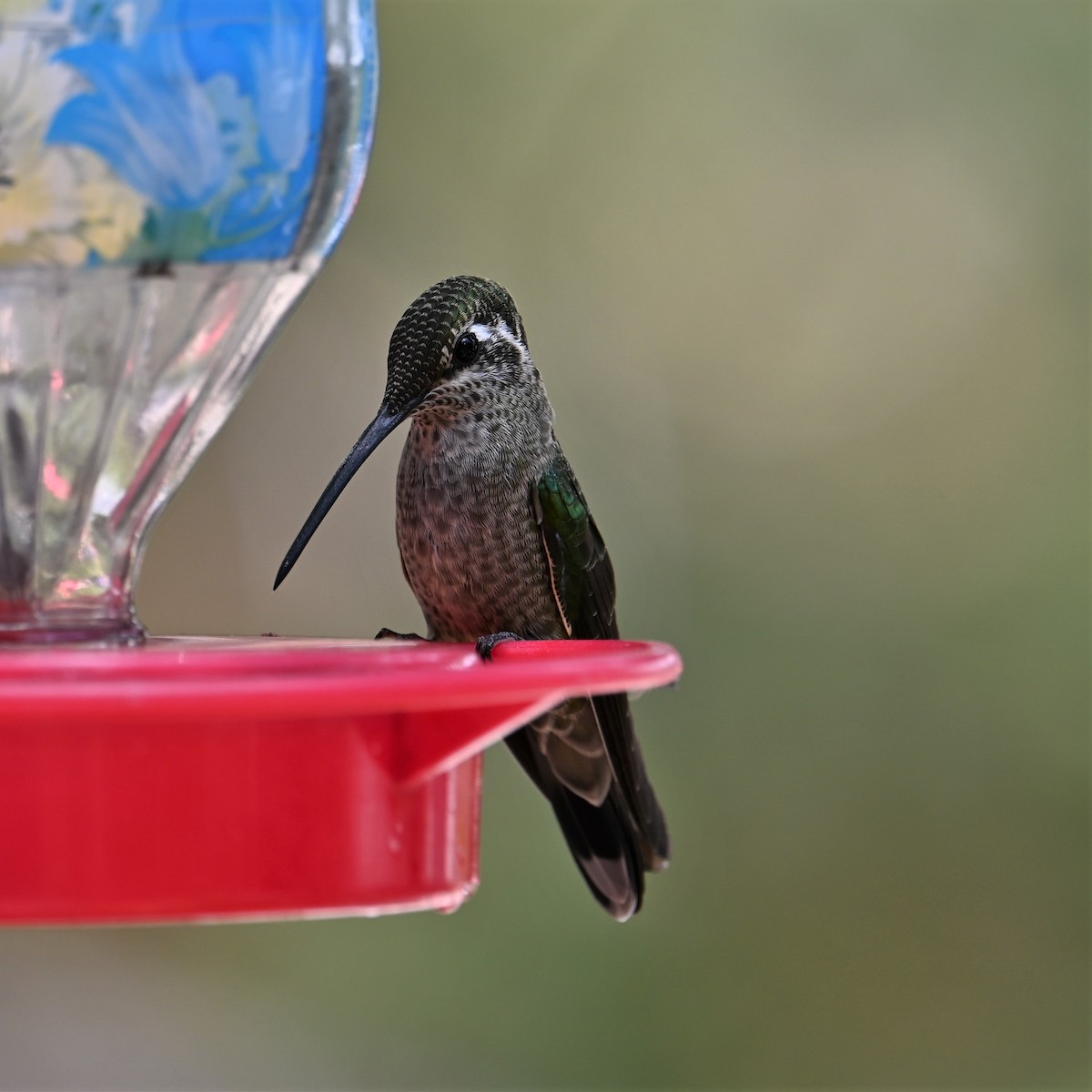 Rivoli's Hummingbird - ML602302841