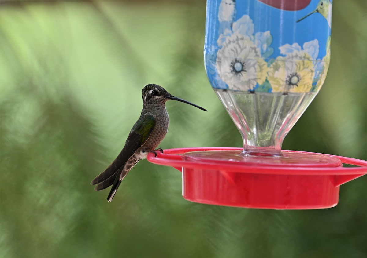 Rivoli's Hummingbird - ML602302891