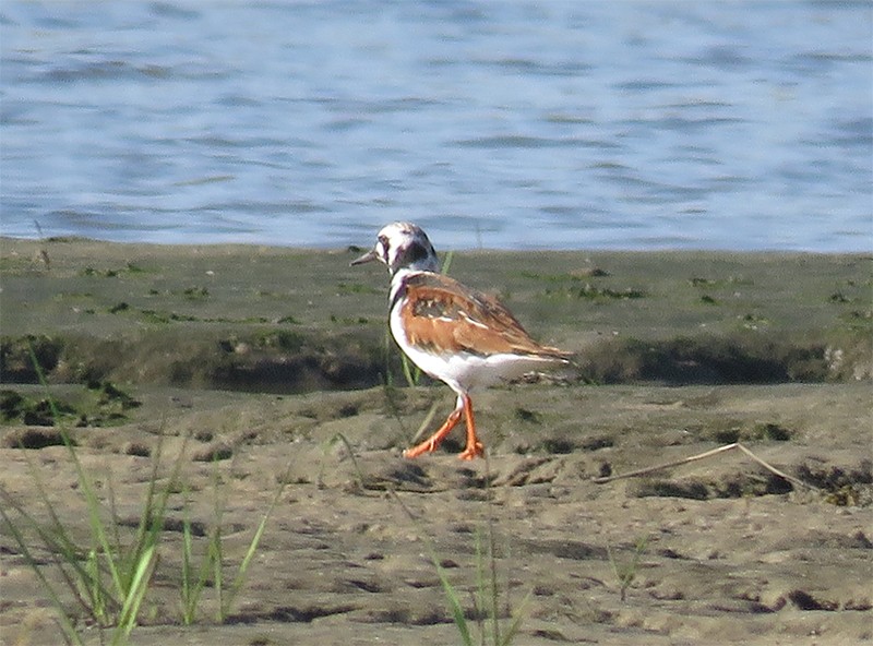 Ruddy Turnstone - ML60230291