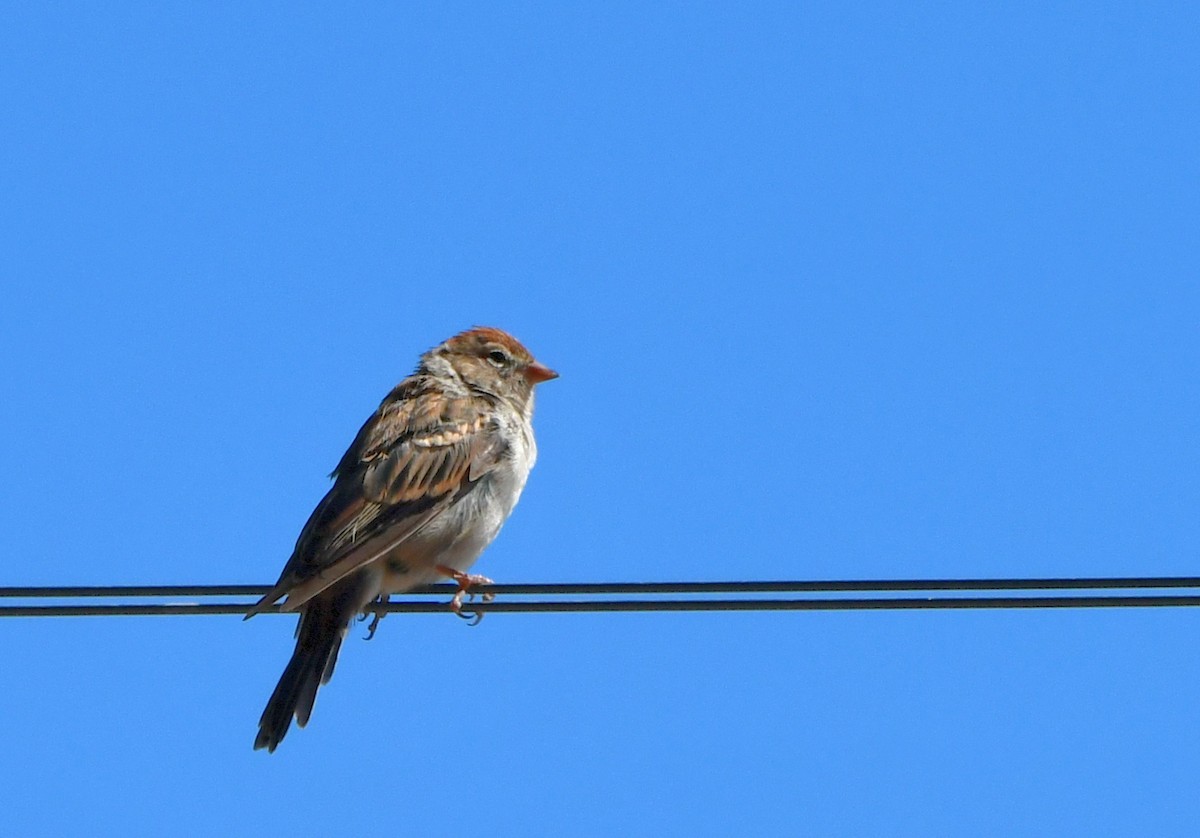 Chipping Sparrow - ML602302911