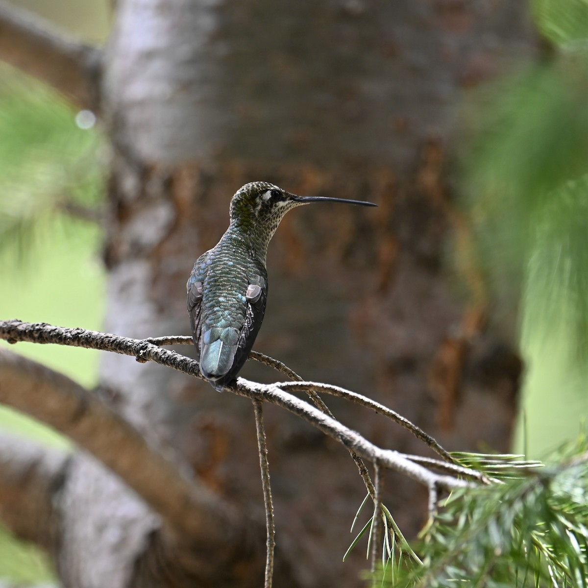Rivoli's Hummingbird - ML602303051