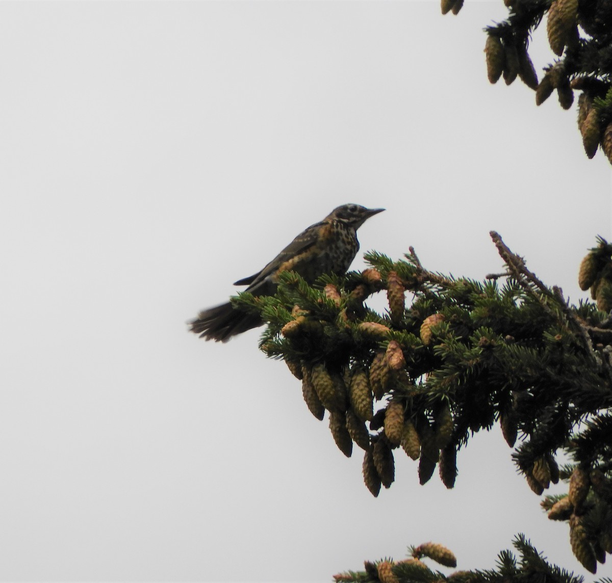 American Robin - ML602303291