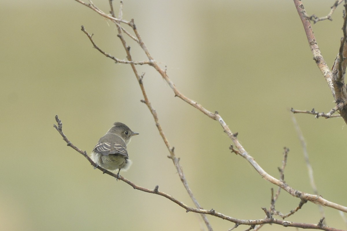 Western Wood-Pewee - ML602303771