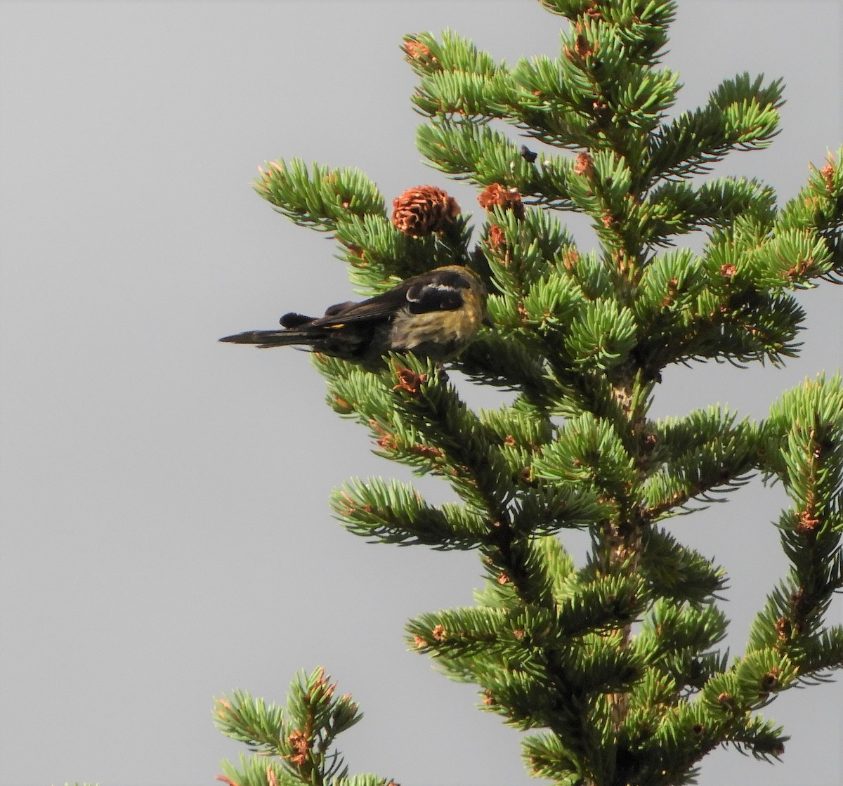 White-winged Crossbill - ML602304501
