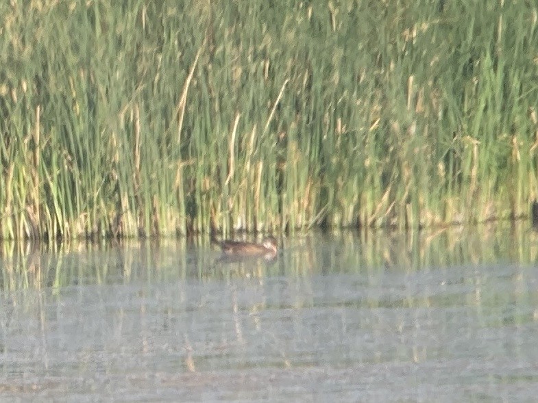 Wood Duck - ML602305121