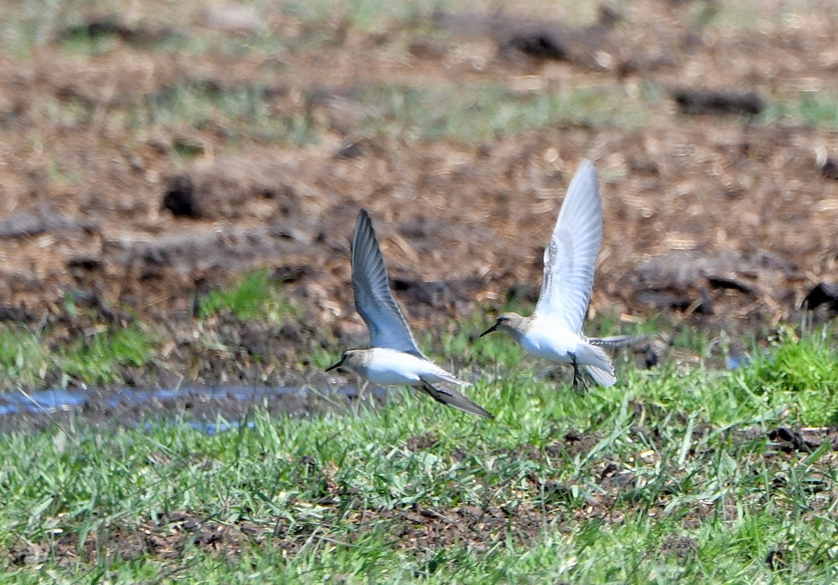 Baird's Sandpiper - ML602305161