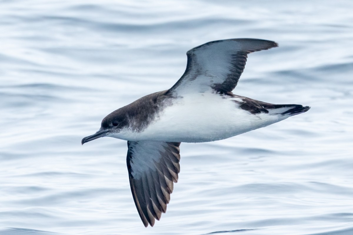 Manx Shearwater - ML602305261