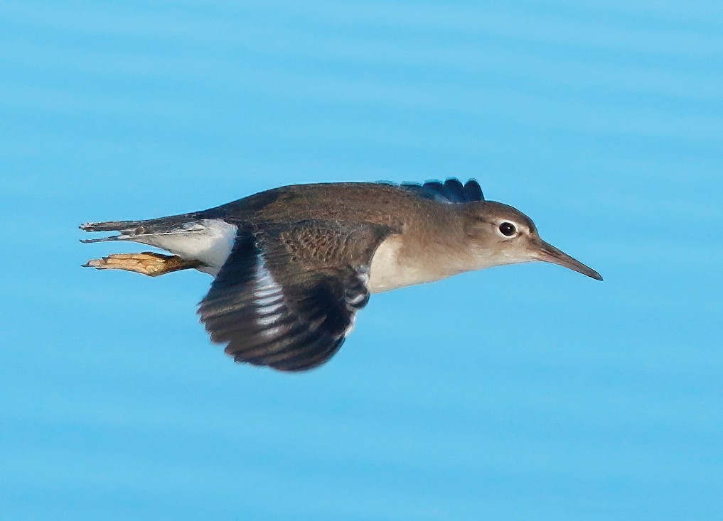 Spotted Sandpiper - ML602305551