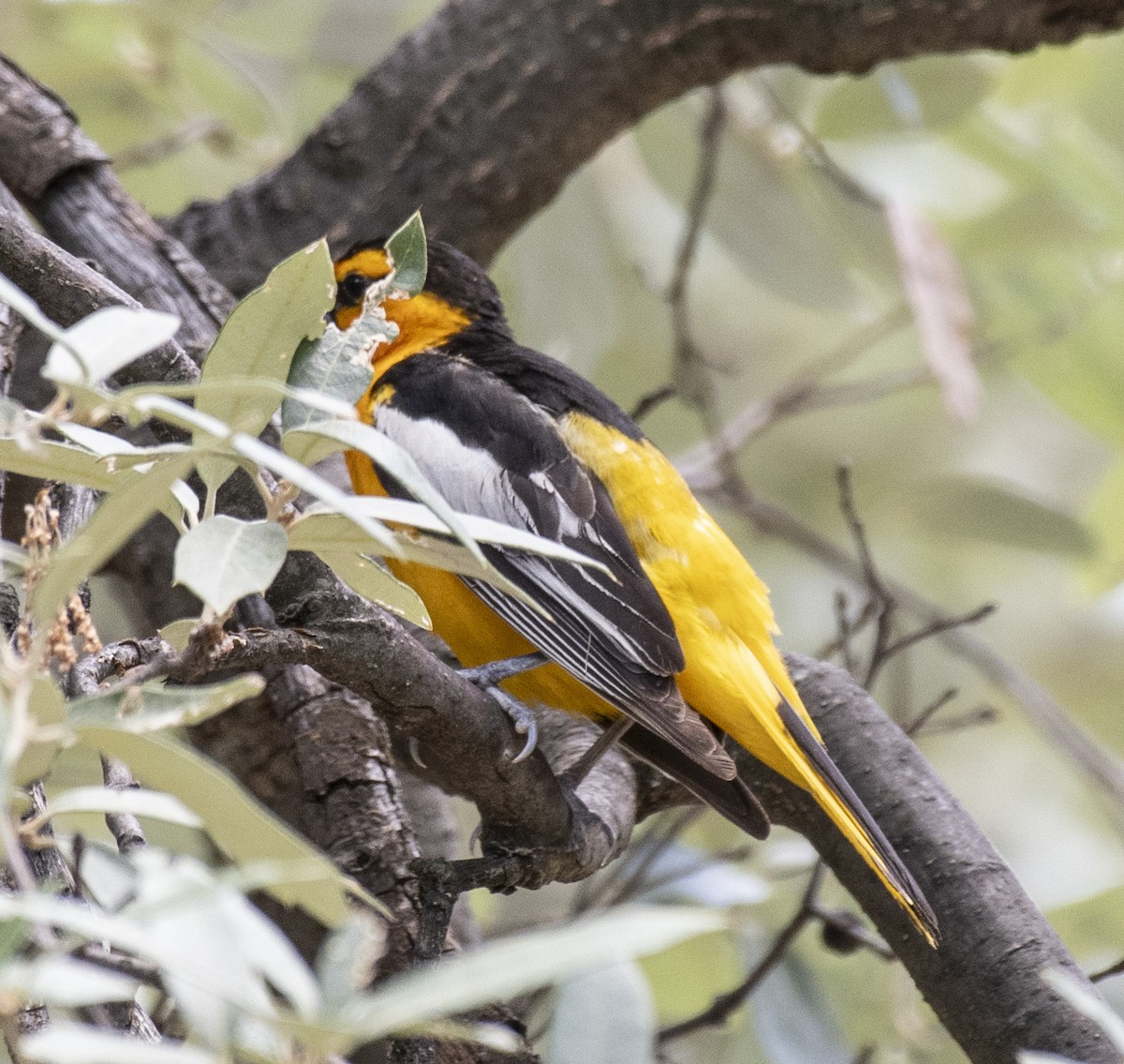 Bullock's Oriole - ML602306321