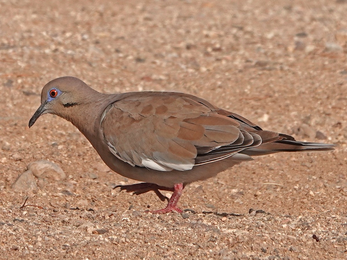 White-winged Dove - ML602307441