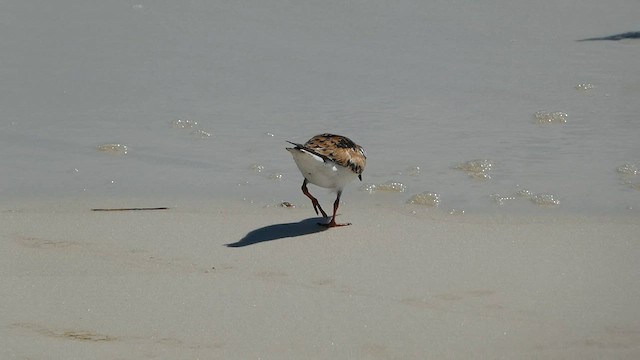 Ruddy Turnstone - ML602307711