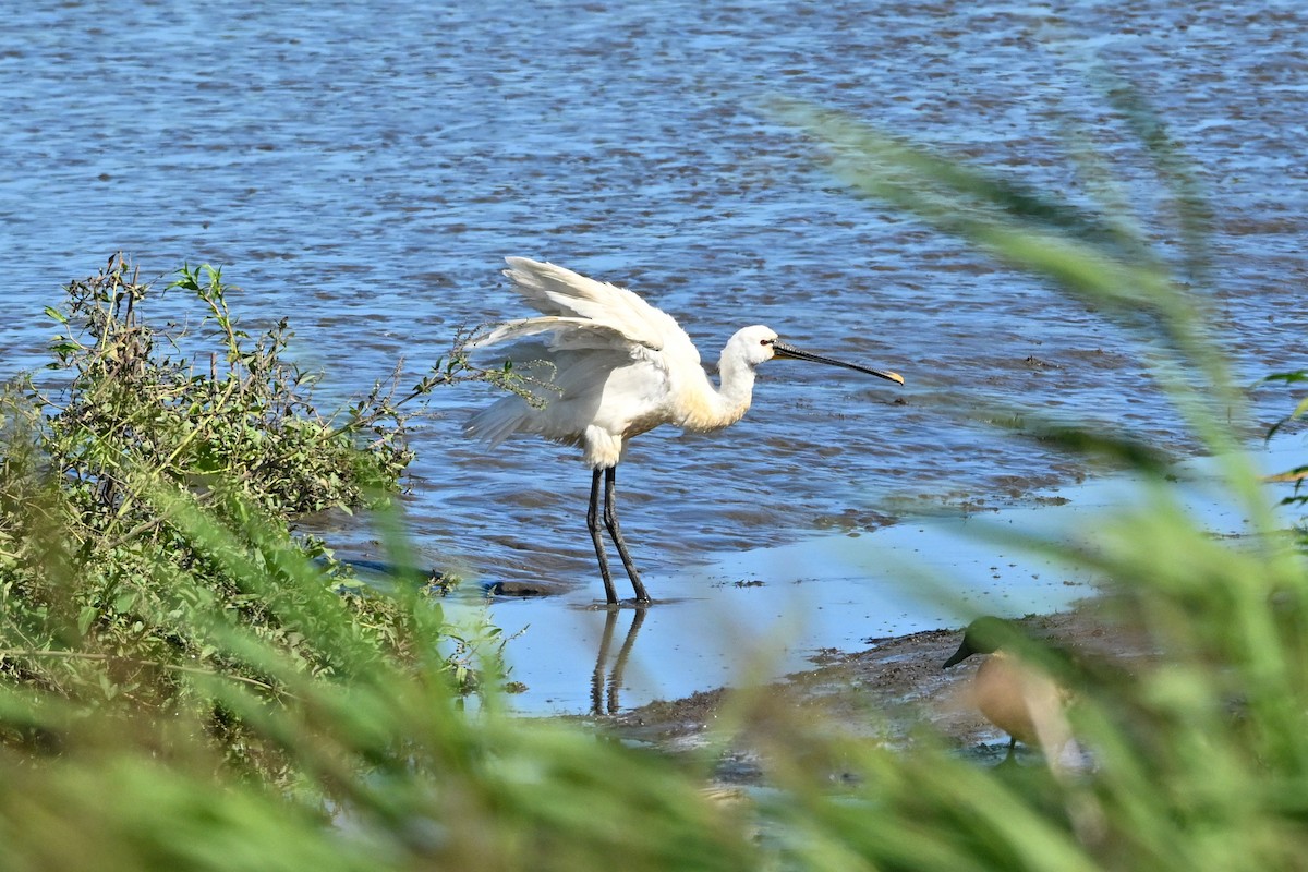 Eurasian Spoonbill - ML602307821