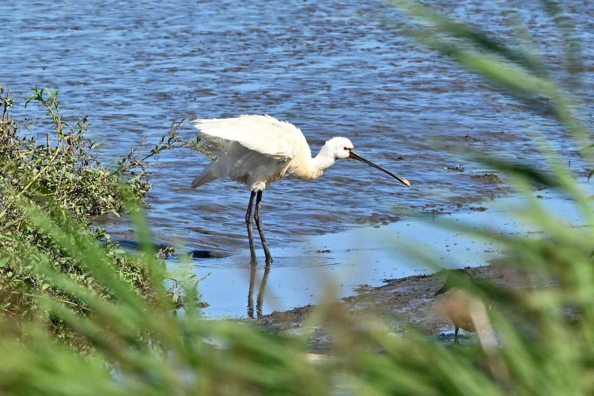 Eurasian Spoonbill - ML602307831