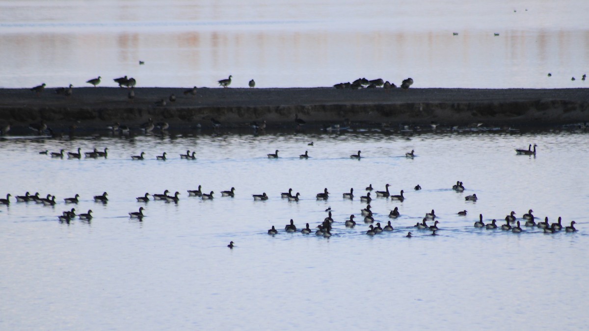 Greater White-fronted Goose (Western) - ML602307851