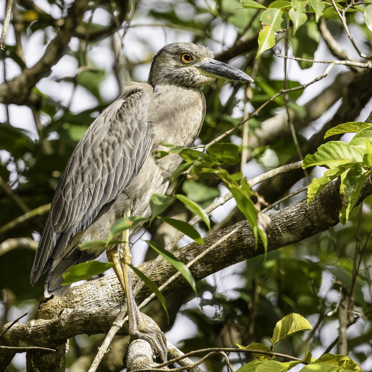 Yellow-crowned Night Heron - ML602307861