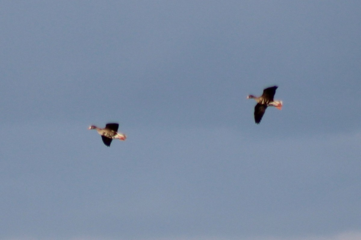 Greater White-fronted Goose (Western) - ML602308101