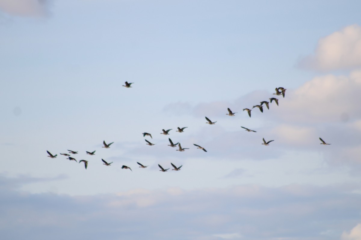 Greater White-fronted Goose (Western) - ML602308421