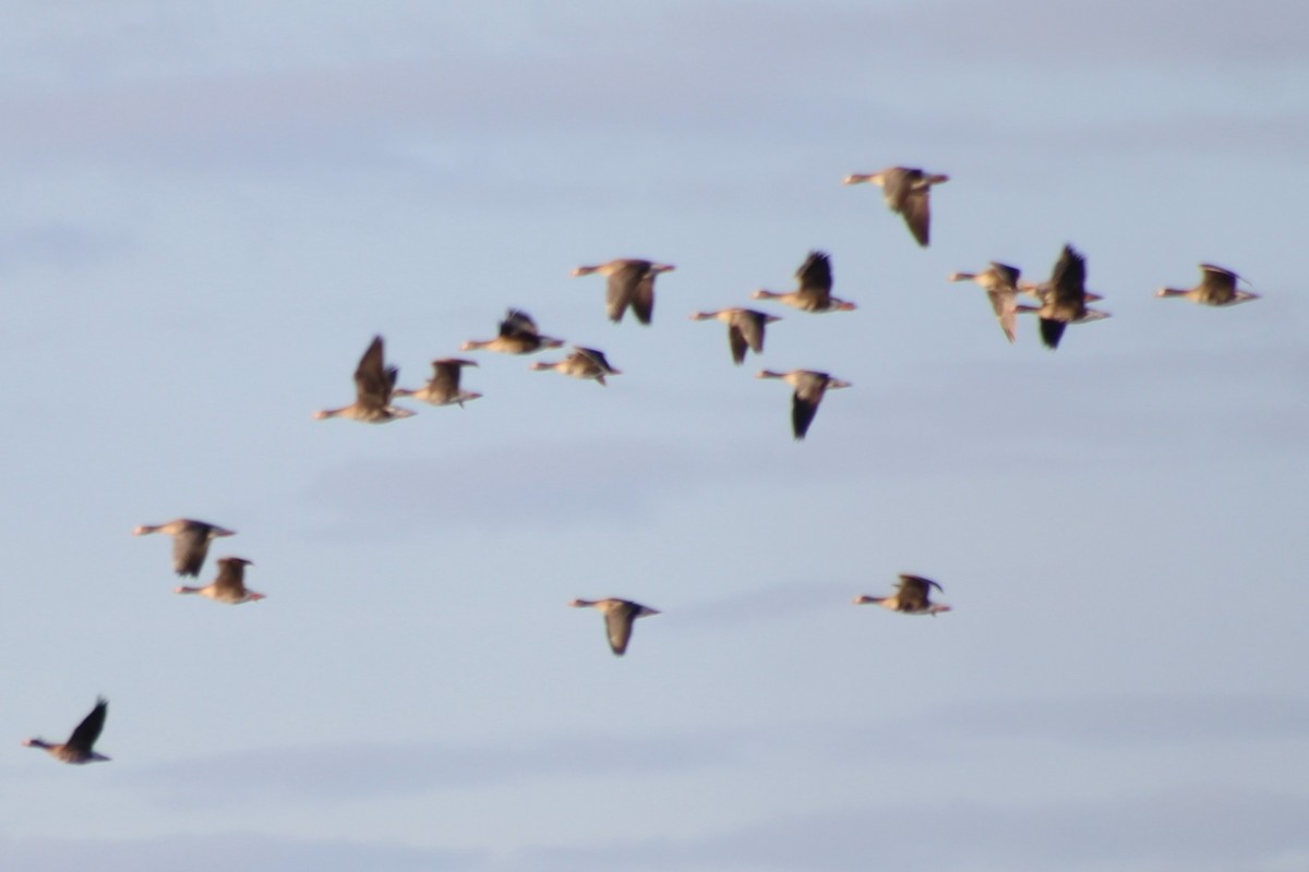 Greater White-fronted Goose (Western) - Sean Cozart