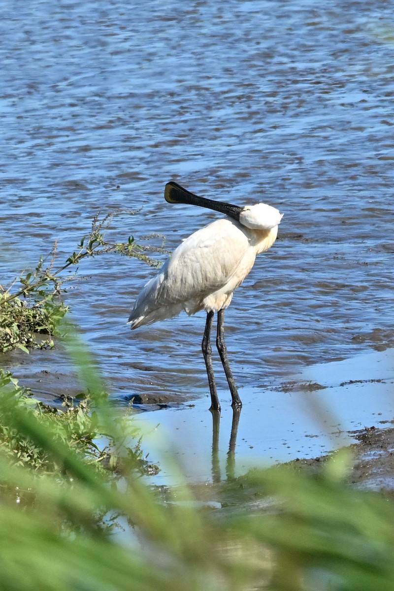 Eurasian Spoonbill - ML602308871