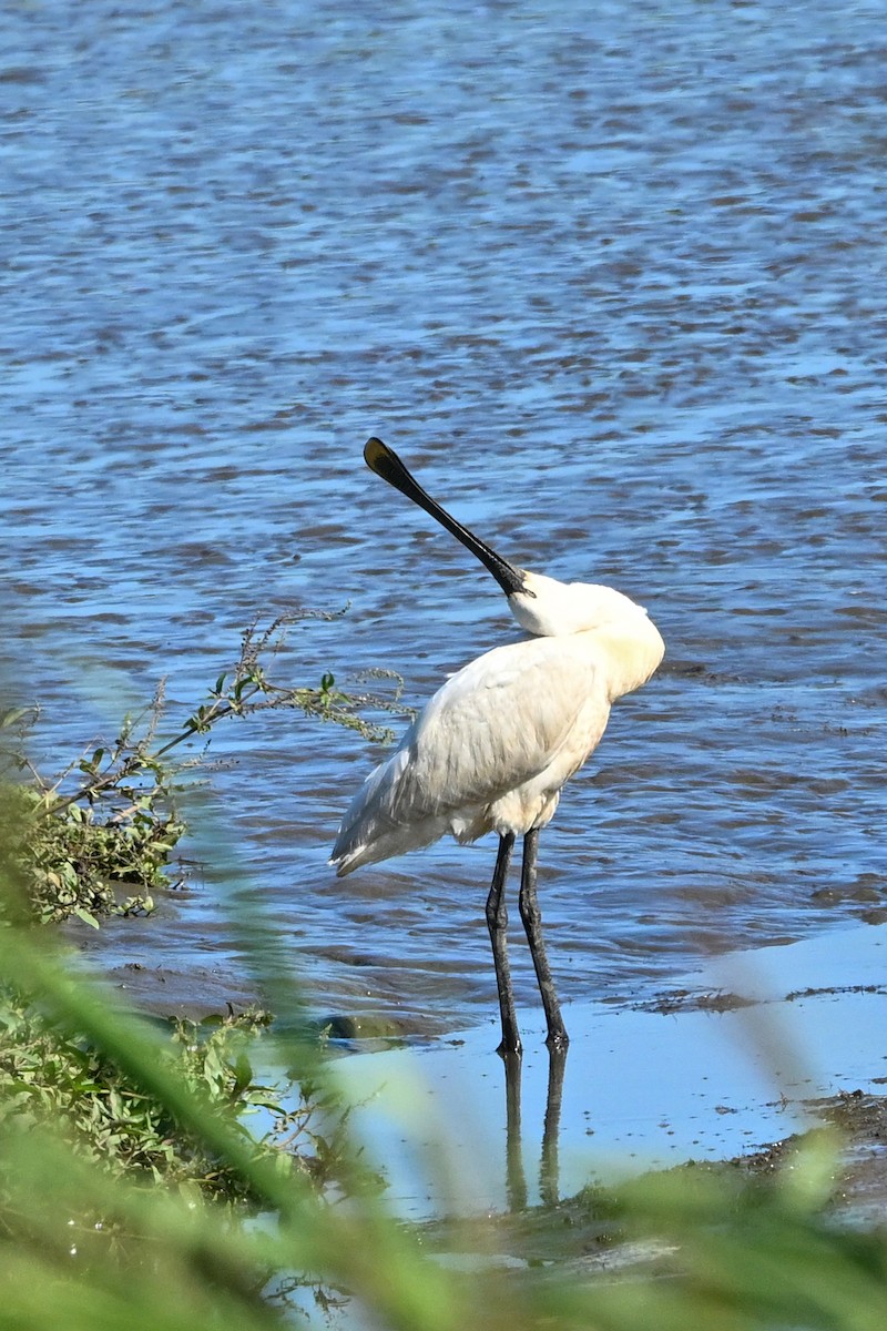 Eurasian Spoonbill - ML602308881