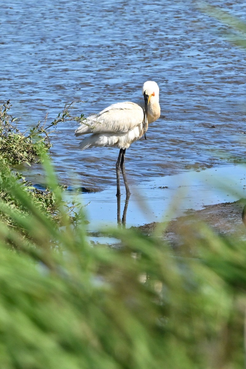 Eurasian Spoonbill - ML602309161