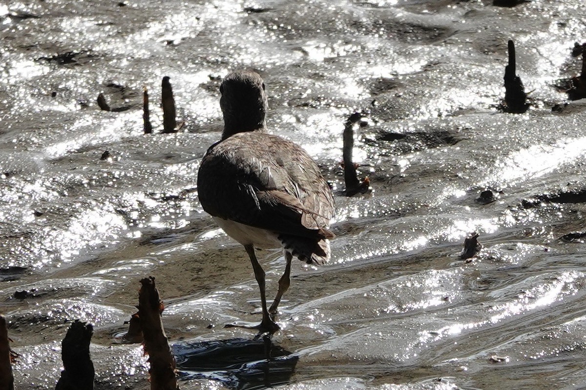 Common Sandpiper - ML602309831