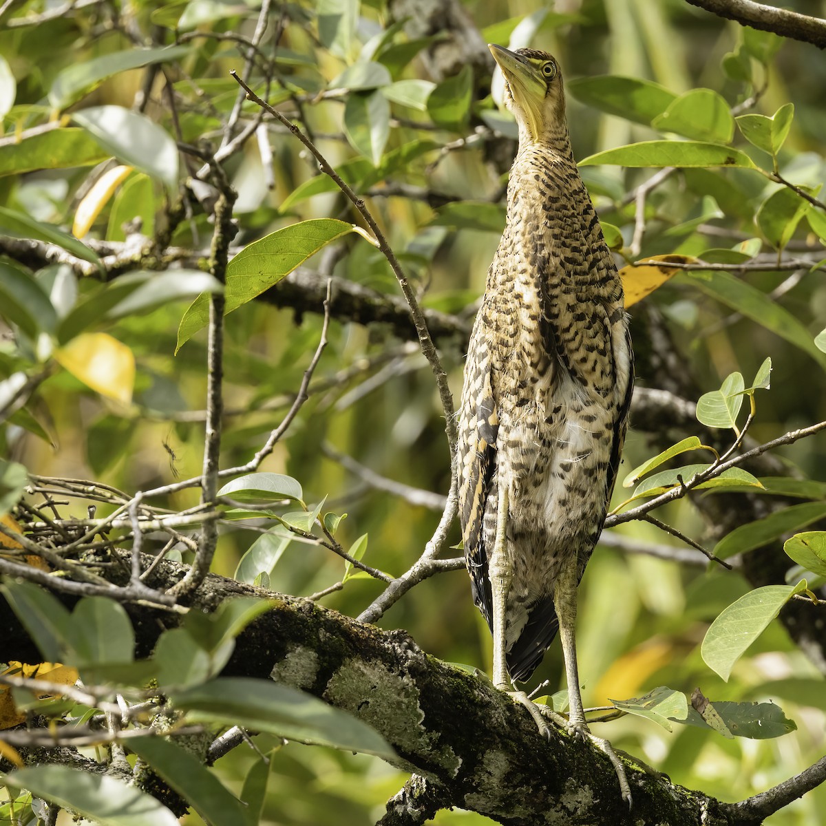 Rufescent Tiger-Heron - ML602310421