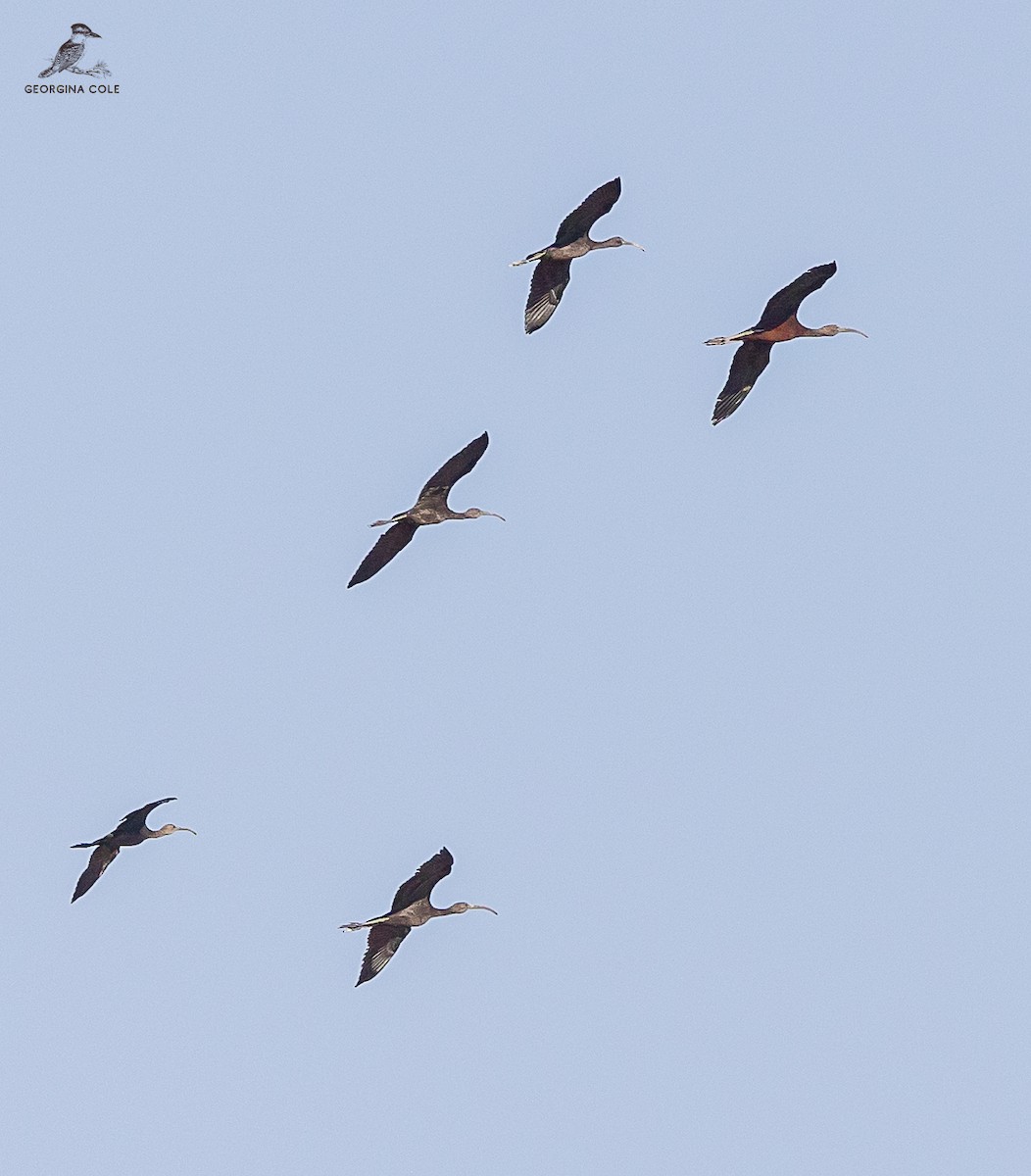 ibis hnědý - ML602311231