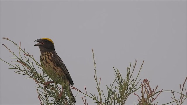 Streaked Weaver - ML602311541