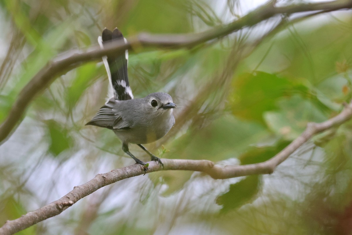 Slaty Monarch - ML602311821