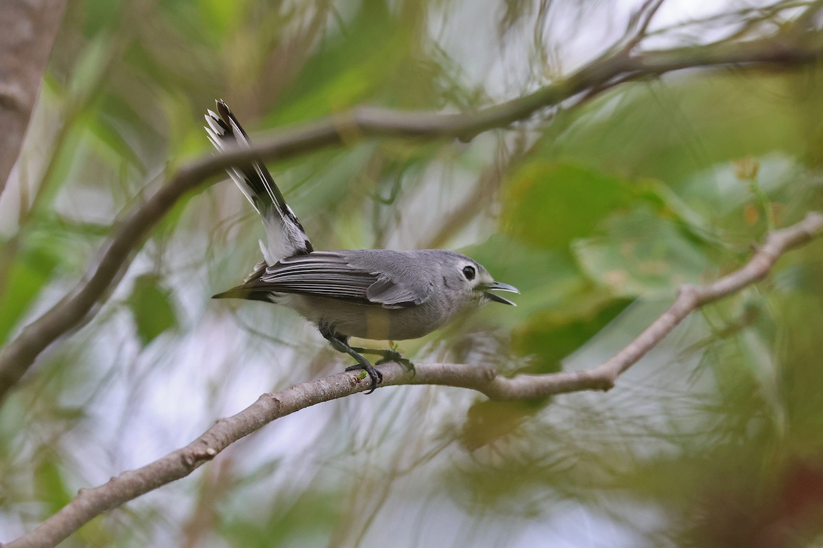 Slaty Monarch - Charley Hesse TROPICAL BIRDING