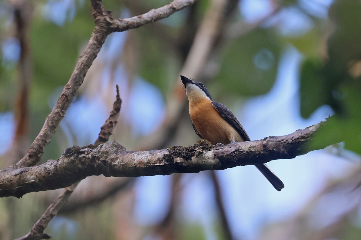 Vanikoro Flycatcher - ML602312231