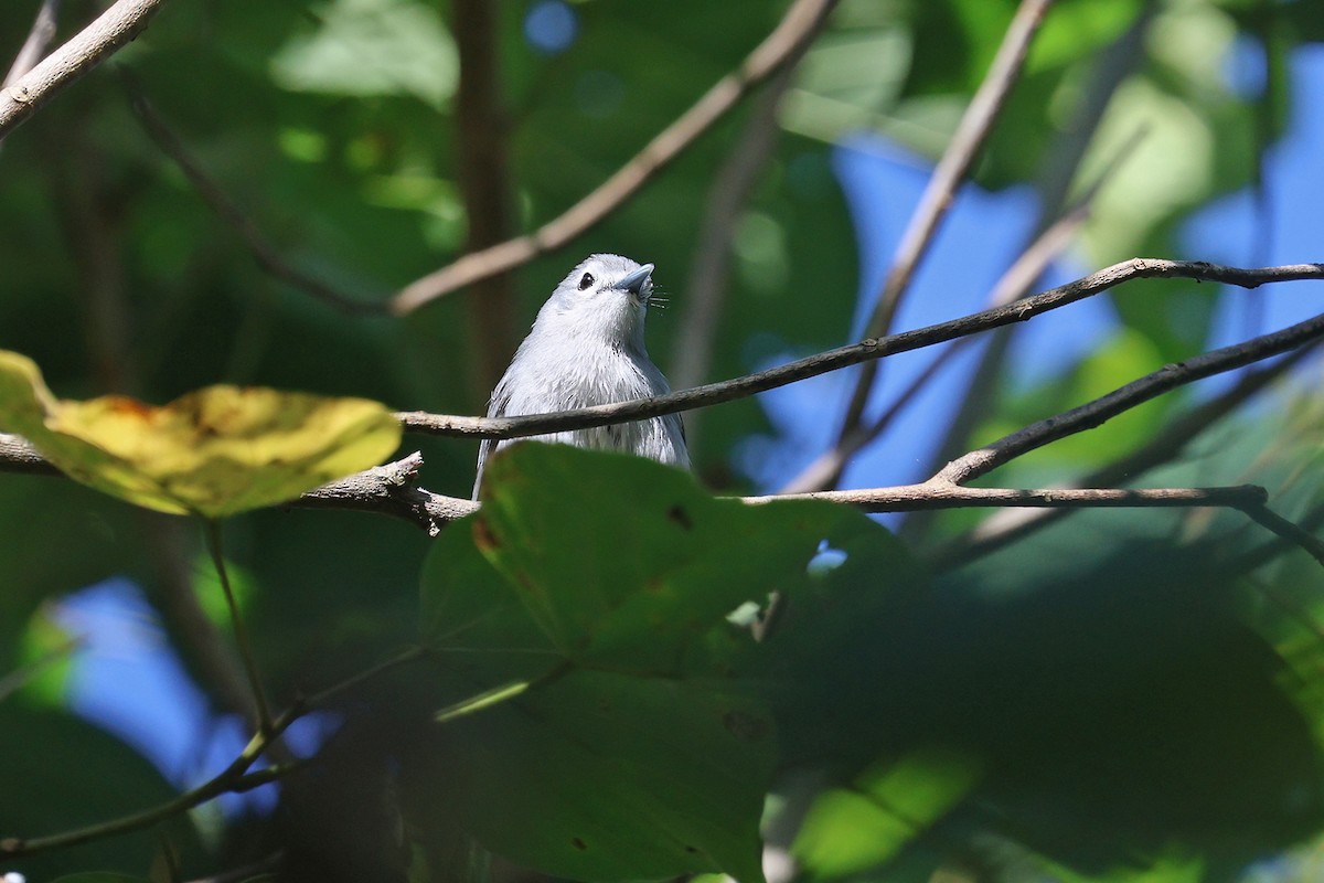 Slaty Monarch - Charley Hesse TROPICAL BIRDING