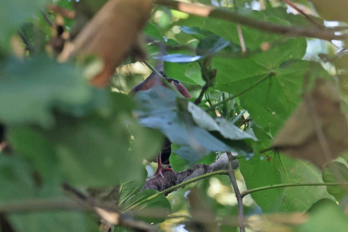 Shy Ground Dove - ML602312311