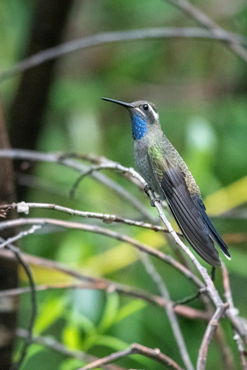 Colibri à gorge bleue - ML602312491