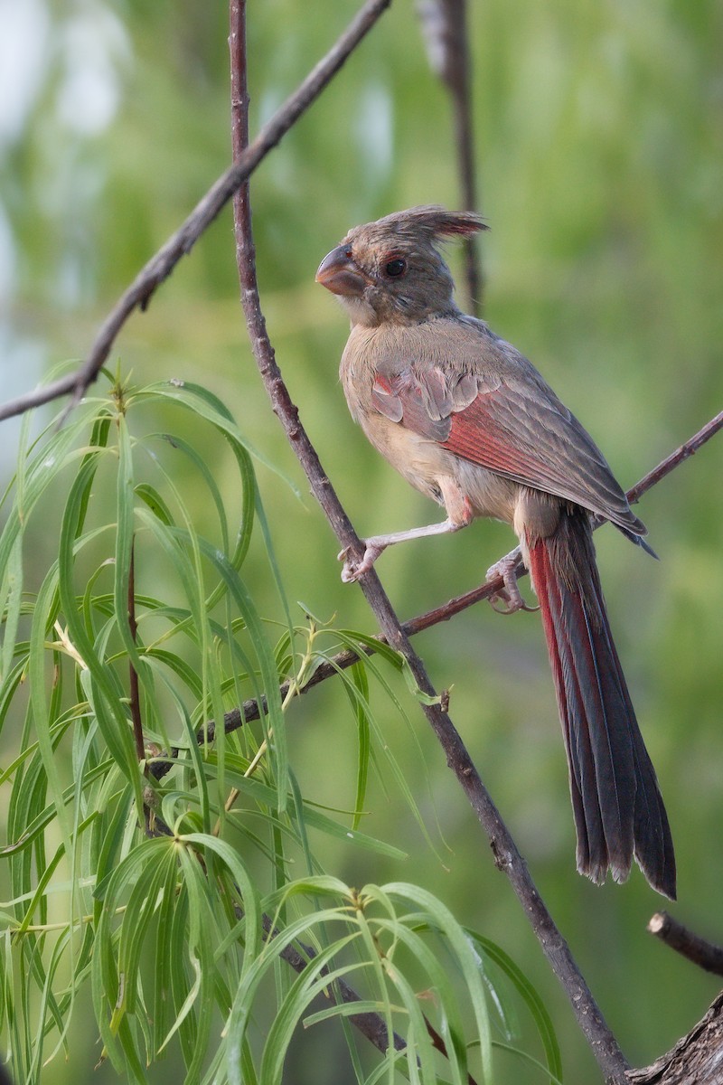 Cardinal pyrrhuloxia - ML602312561