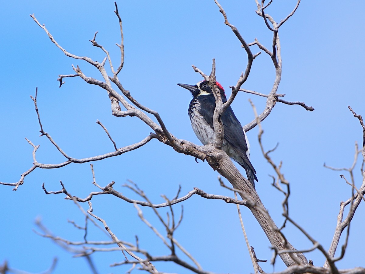 Acorn Woodpecker - ML602312651
