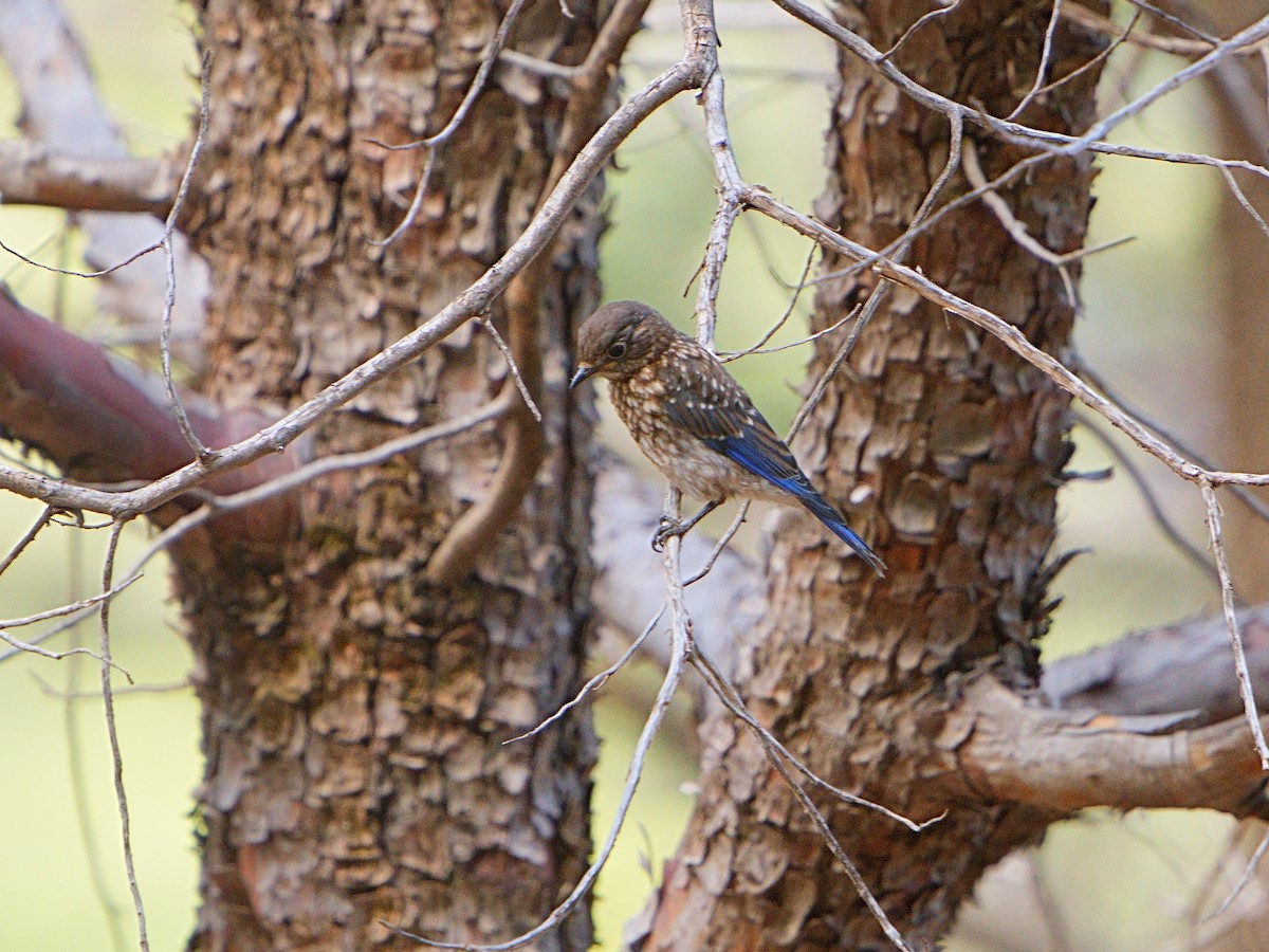 Eastern Bluebird - ML602312761
