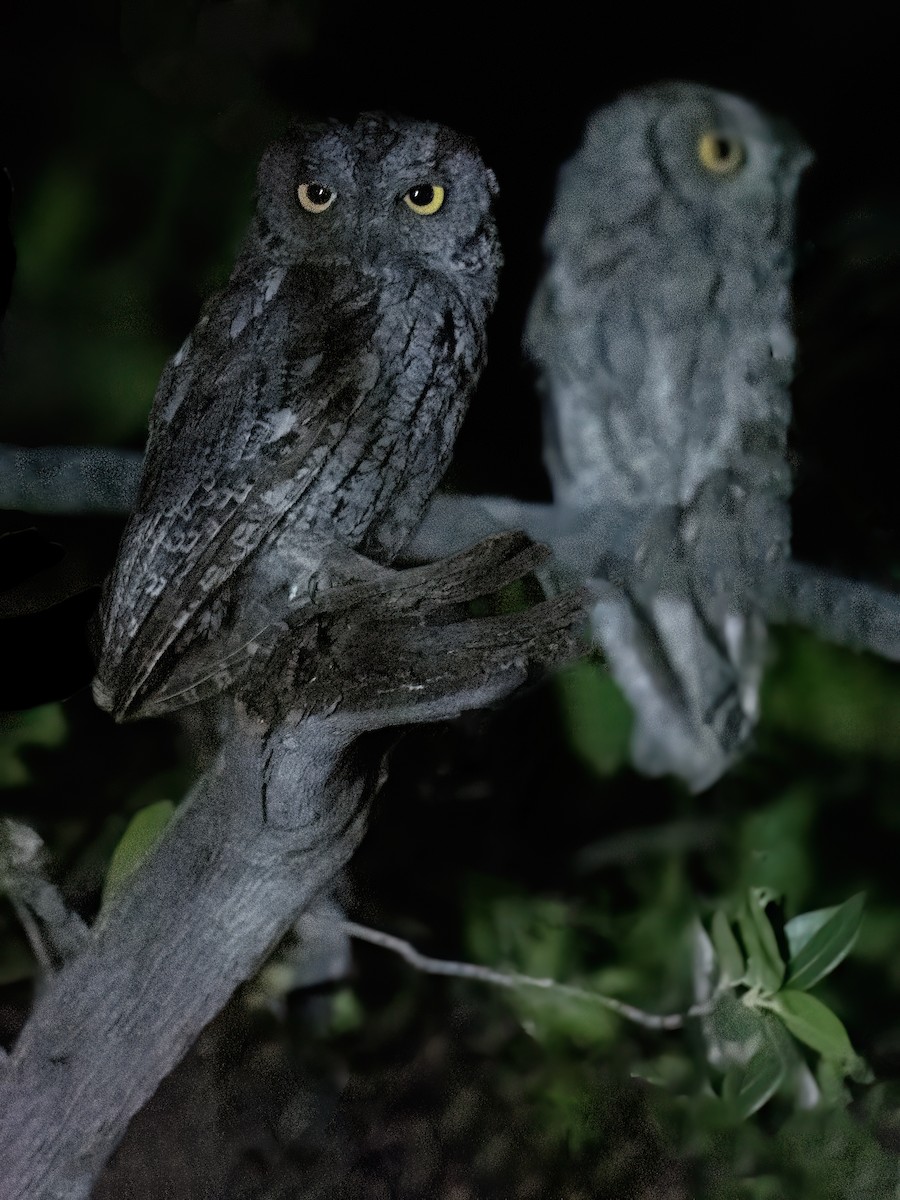 Western Screech-Owl - ML602313831